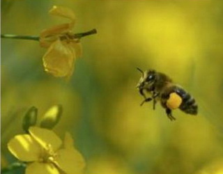 Бджолярі й аграрії Луганщини уклали меморандум про співпрацю